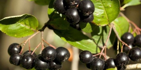 Kako sušiti aroniju kod kuće